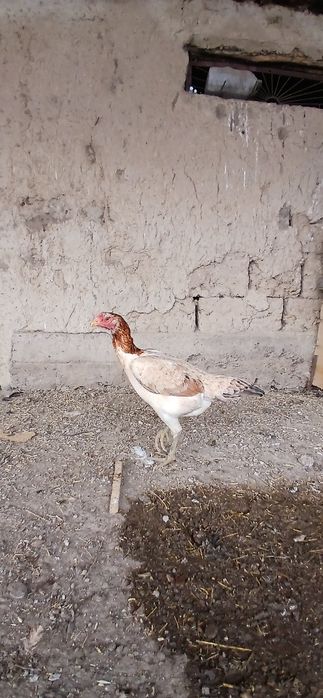 Дакан тауыықтар сатылады