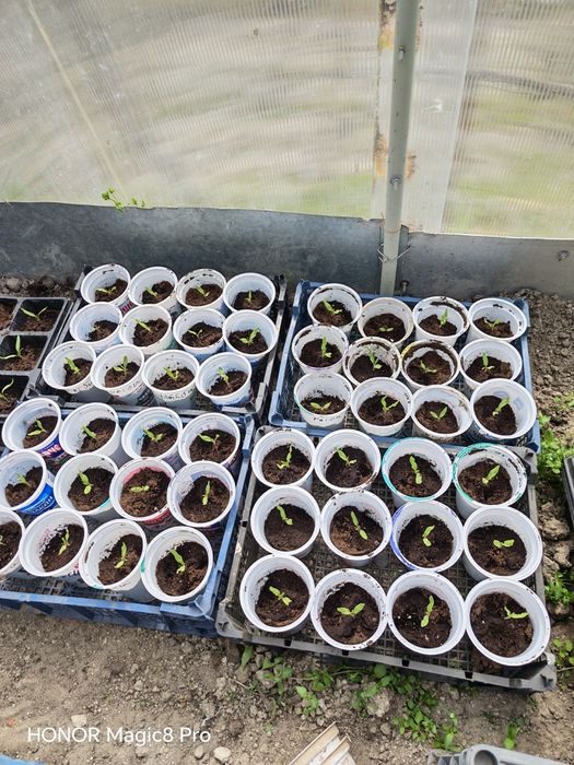 Разсад домати с уникални вкусови качества