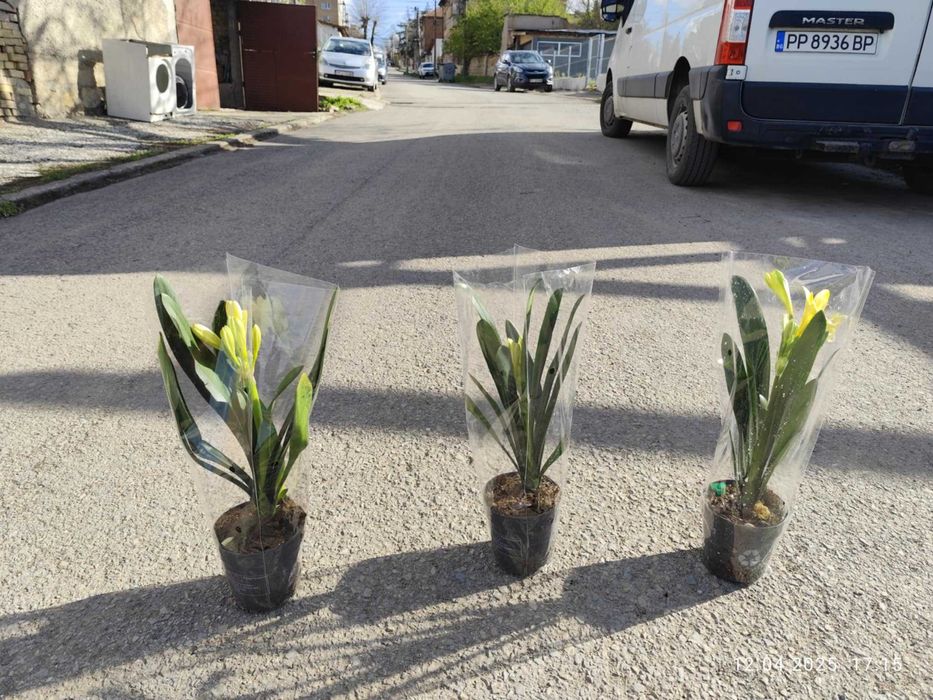 Киливия - Жълта ,,