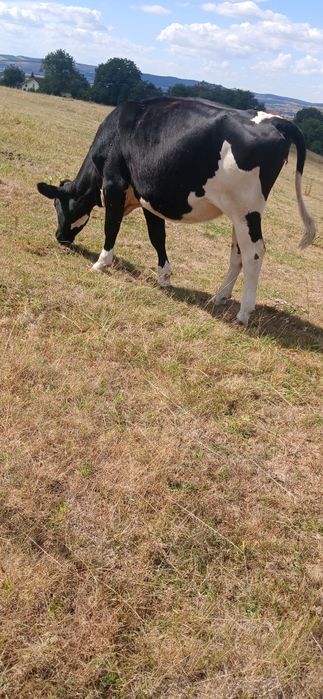 Vand sau schimb cu manz sau manza peste un an junica holstein la 300 kg
