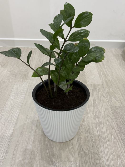 Продам комнатные растения