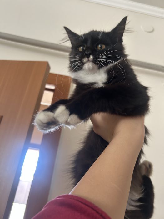 Котенок в добрые руки