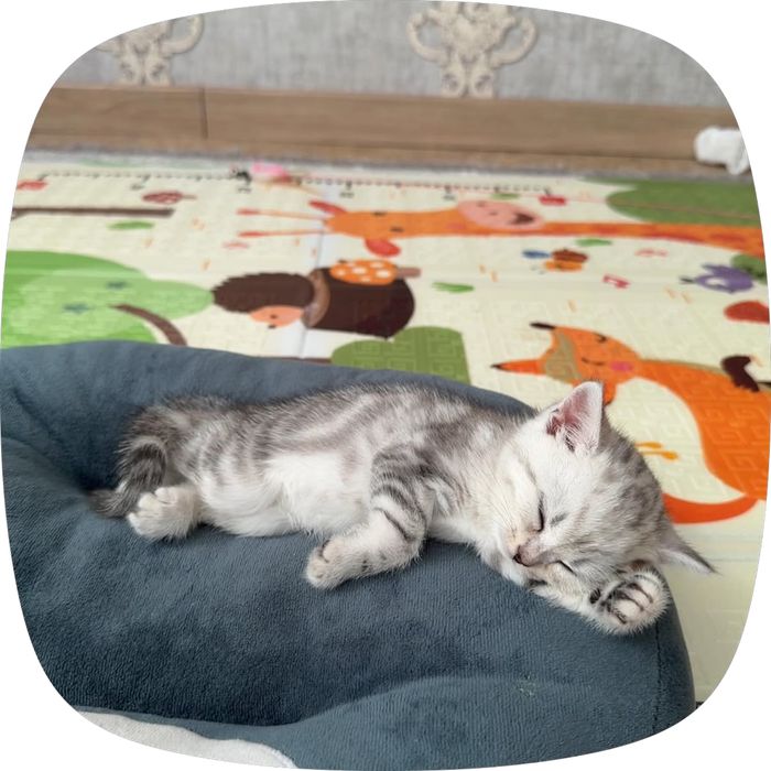 Котенок британский