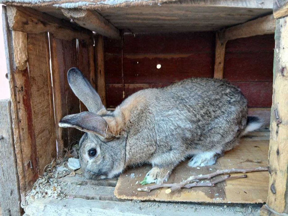 Самка Большой породистый кролик Фландер.