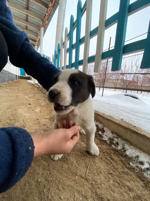 Төбет күшік сатылады еркек