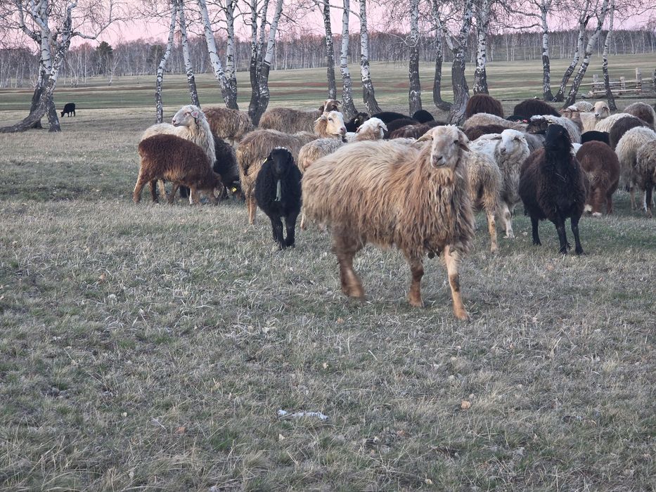 Продам кошкара племенного