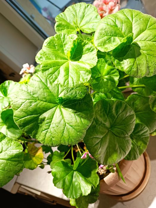 Продам герань, разноцветную