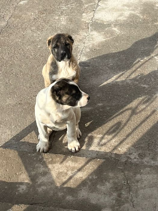 Алабай кангал смешка