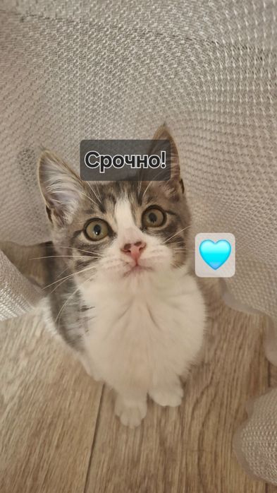 Срочно отдаётся котёнок мальчик!