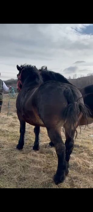 Vând sau schimb pereche de iepe de 5.6 ani