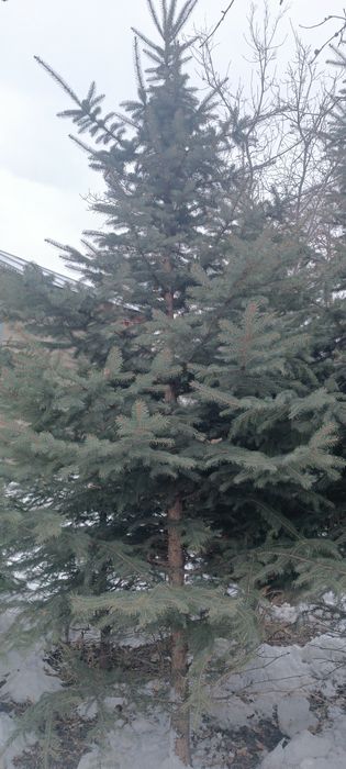 Ёлки голубые и зелёные продам