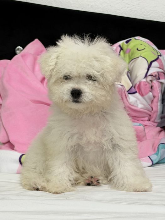Bichon Frise de vânzare