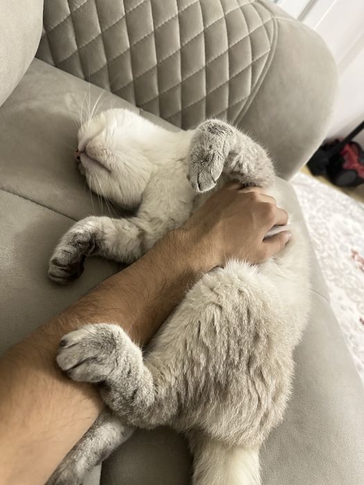 Британский шиншилла кот, здоровый и ухоженный