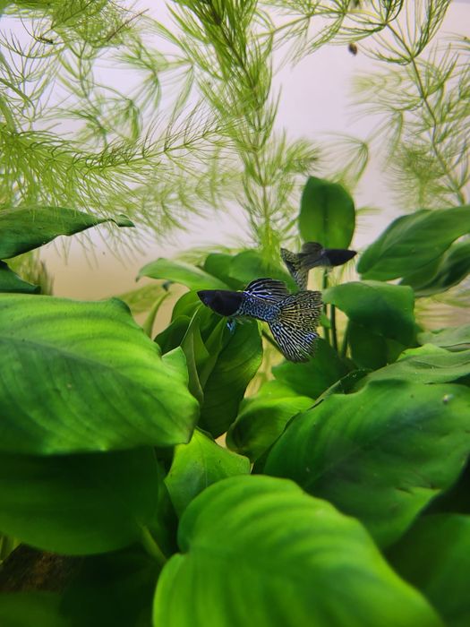 Guppy Metal Snakeskin Blue – pești pentru acvariu