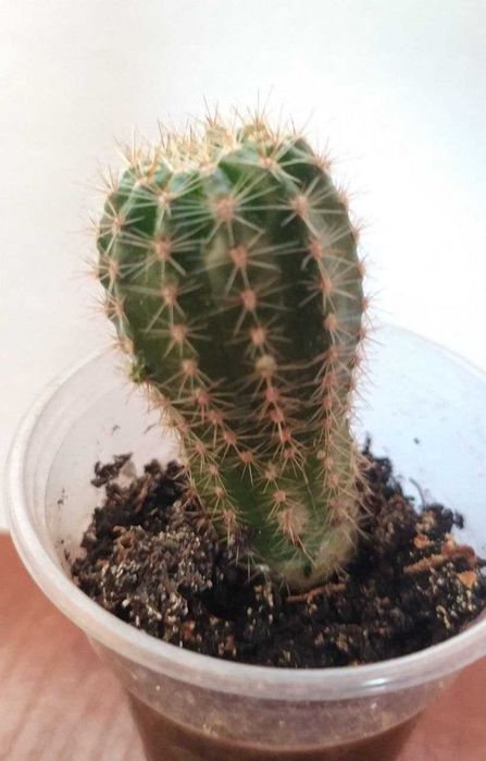 Кактусы для дома и офиса