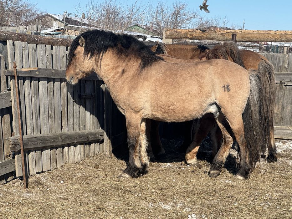 Продам айғыр……….