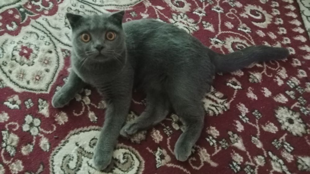 Котята скотиш фолд от правильной вязки самого лучшего окраса хороший п