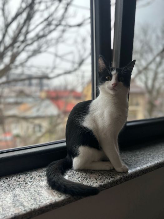 Pisicuta superba cauta famiie