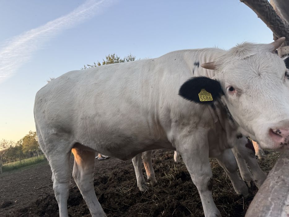 Viței Bălțată Românească / Simmental , 400-450 kg