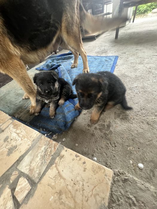 Продается немецкая овчарка(щенки сучки)