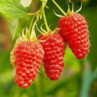 Продавм расът корени. От ягоди и малини