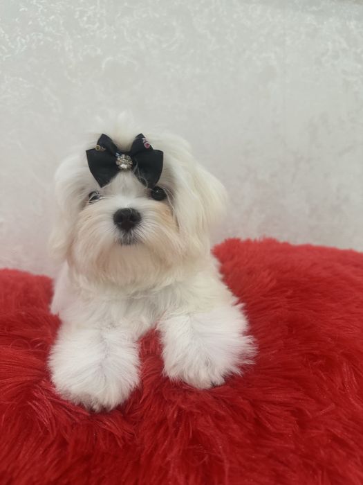 Шикарные мальтезе крови Корея