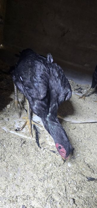 Дакан бойцовая птица