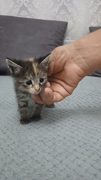 Отдам рыжих хвостиков в добрые руки
