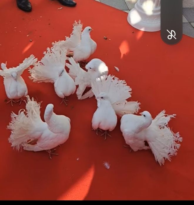 Închiriez porumbei albi voltati și voiajori pregătiți pentru ședința f