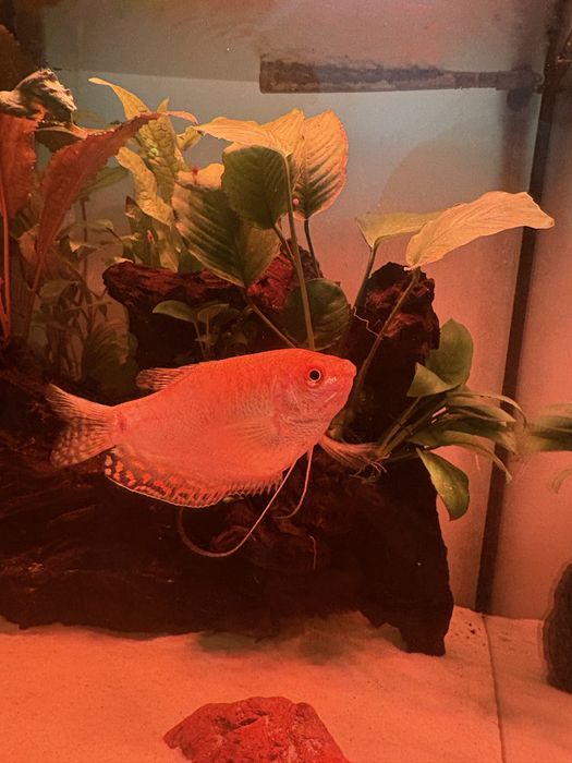рыбка гурами золотистая