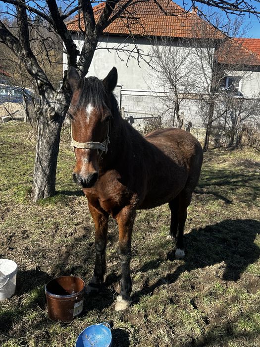 Vând cal cu acte