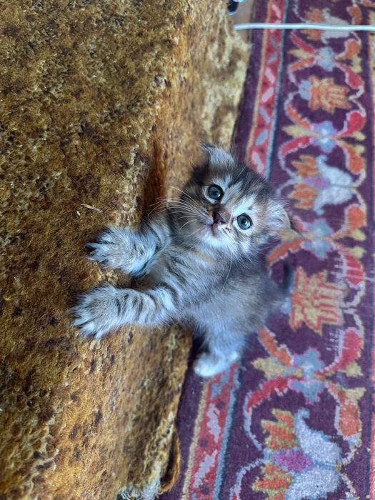 Отдам даром котят в любящие руки