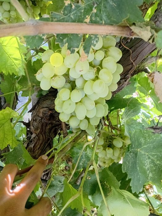 Продам виноград. Сладкий