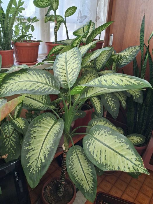 Диффенбaхия (лат. Dieffenbachia)