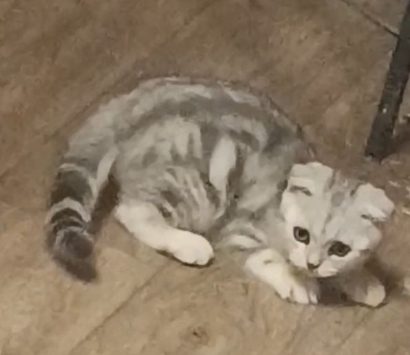 Вислоухая кошечка