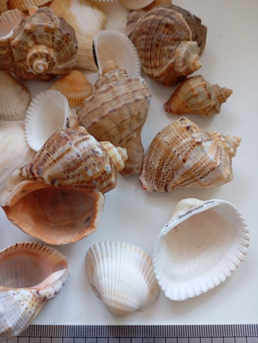 Melci și scoici naturale pentru acvariu sau pentru decor