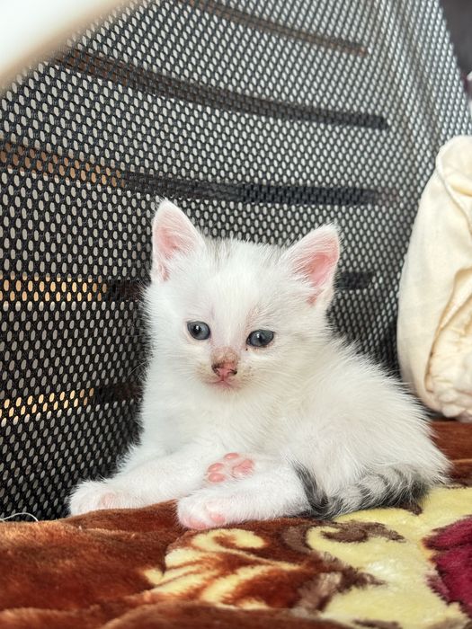 Котёнок-мальчик ищет свой дом!