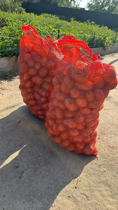 Продам картофель дачный