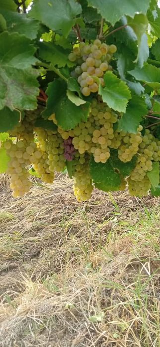 Videm struguri de vin calitatea 1 producatori 100%