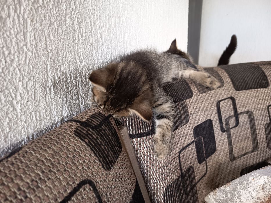 Donez pui pisica