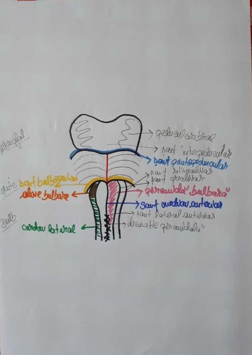 Meditații la BIOLOGIE pentru ADMITERE la facultatea de medicină