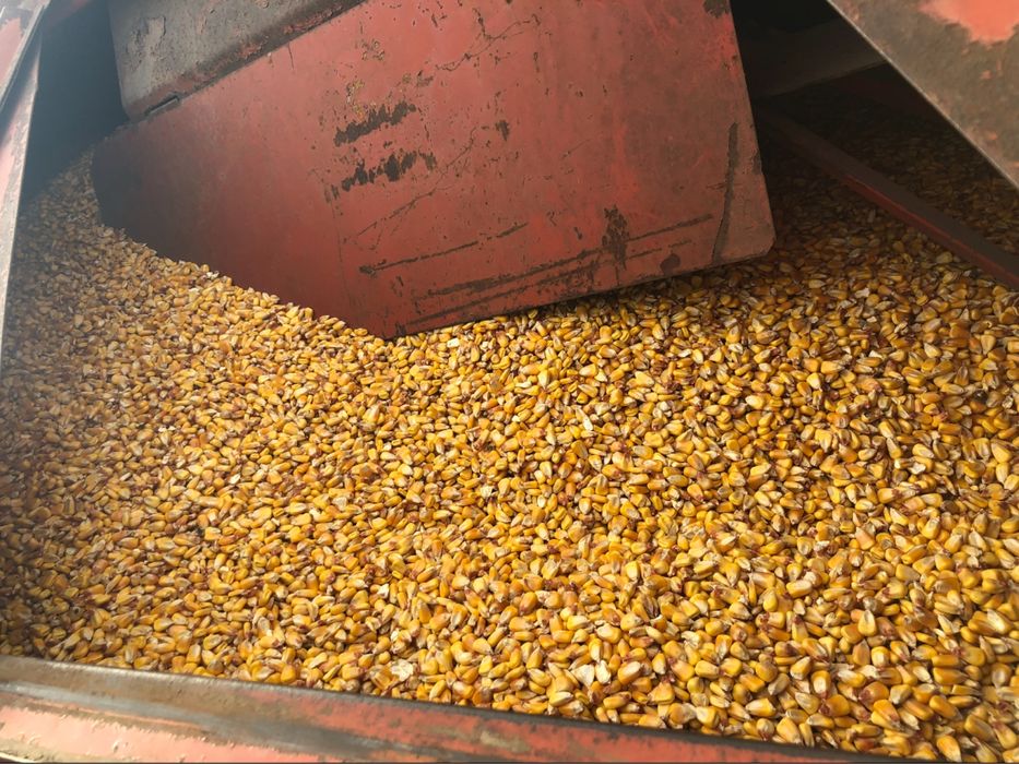 Vand porumb si grau 2025