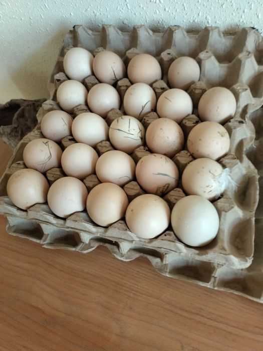 Даканг товук тухумлари сотилади