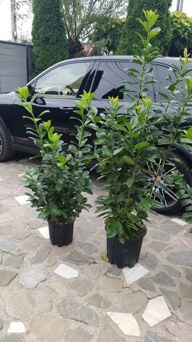 Prunus laurocerasus toate dimensiunile