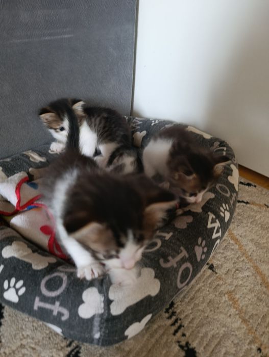 Отдам котят в добрые руки