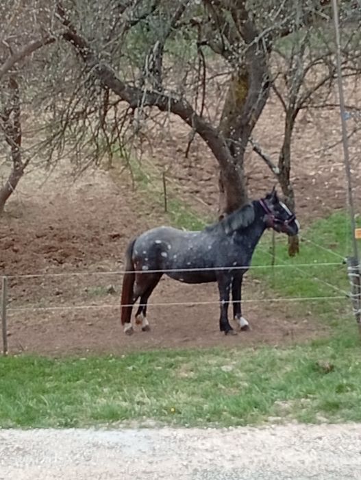 Vând iapa de 2 ani,cu acte.( Pașaport)