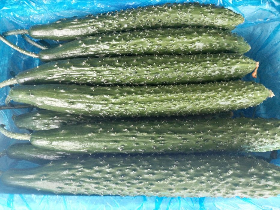 Свежие  огурцы и хрустящий