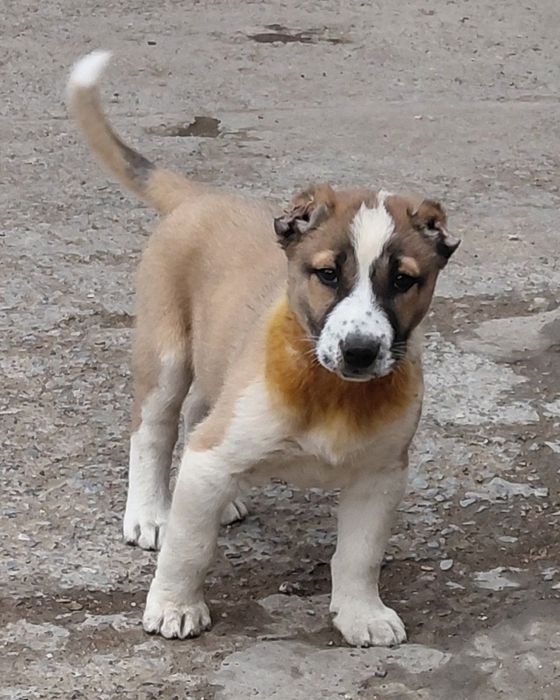 Кушык сатылады , Продается Щенок