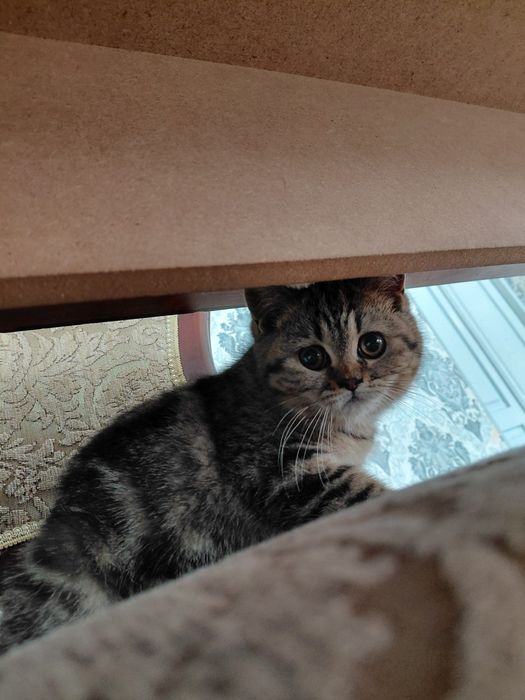 Scottish fold 1 yoshga tolmagan