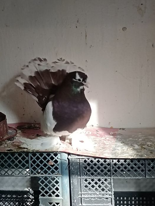 Продаются статные голуби